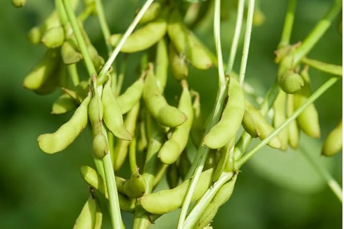 40 Triple Play Japanese Edamame Soybean Seeds | Non GMO Planting Soy Bean Korean Chinese Soybean Asian Vegetable Seed