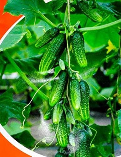 Seeds Cucumber Envy of The Neighbors F1 Pickling Heirloom Vegetable for Planting Non GMO