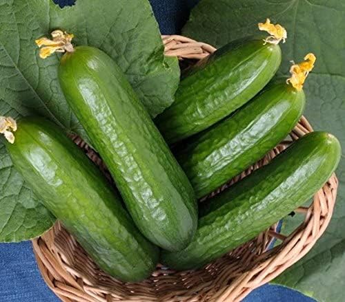 30 Beit Alpha Burpless Sweet Cucumber Seeds, Heirloom Non-GMO, Non-Bitter and Acid Free, Crispy and Delicious, Cucumis sativus, from USA