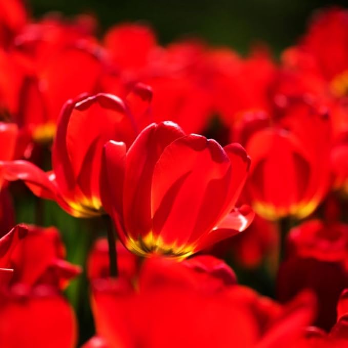 Mix Triumph Tulips 10 Bulbs for Fall Planting Colorful Flower Tulipa Darwin Hybrid Changing Colors Mixture Size 12+ 4 Varieties to Choose (Red Emperor, 10, Mix Color)