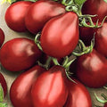 NIKA SEEDS - Seeds Vegetable Black De Barao Tomato - 40 Seeds