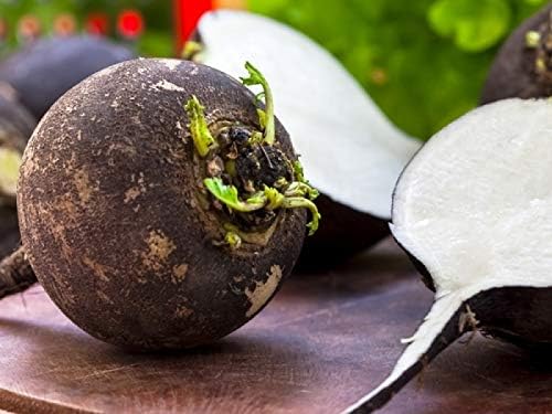 CEMEHA SEEDS - Black Radish Non GMO Vegetable for Planting