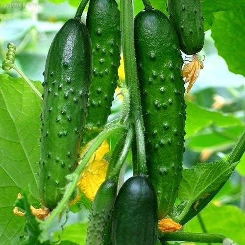 Seeds Indoor Cucumber April F1 - Self-Pollinated - Heirloom Vegetable - GMO Free