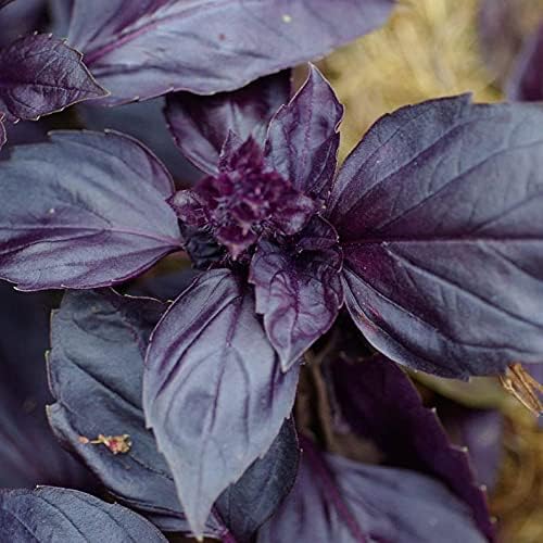Basil Red Rubin (25+ Seed Pack) - COOL BEANS N SPROUTS Brand - Non-GMO - Home Gardening