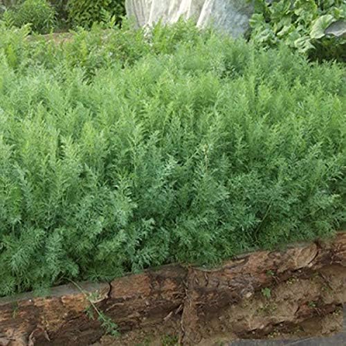 NIKA SEEDS - Seeds Herb Dill Bush Giant 30 Days Green - 2000 Seeds