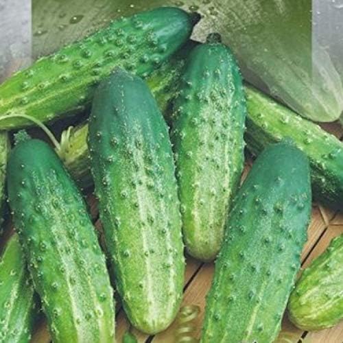 CEMEHA SEEDS - Seeds Cucumber Source F1 Rodnichok Open-Pollinated Pickling Non GMO Vegetable for Planting