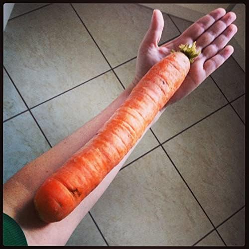 KIRA SEEDS - Seeds Carrot Red Giant - Heirloom Vegetable - GMO Free