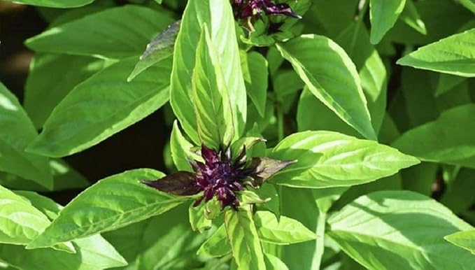 Basil Licorice (20+ Seed Pack) - COOL BEANS N SPROUTS Brand - Non-GMO - Home Gardening