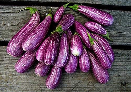 25 Mini Eggplant Seeds - Little Fingers Eggplant, Asian Heirloom, Non GMO, Great for Container, Patio, Bonsai