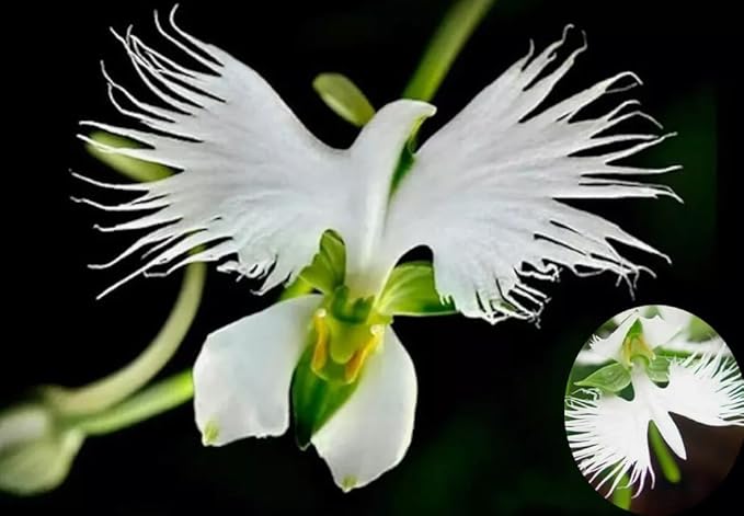 100PCS Dove Orchid White Egret Flower Seeds Plant Garden Heirloom