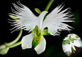 100PCS Dove Orchid White Egret Flower Seeds Plant Garden Heirloom