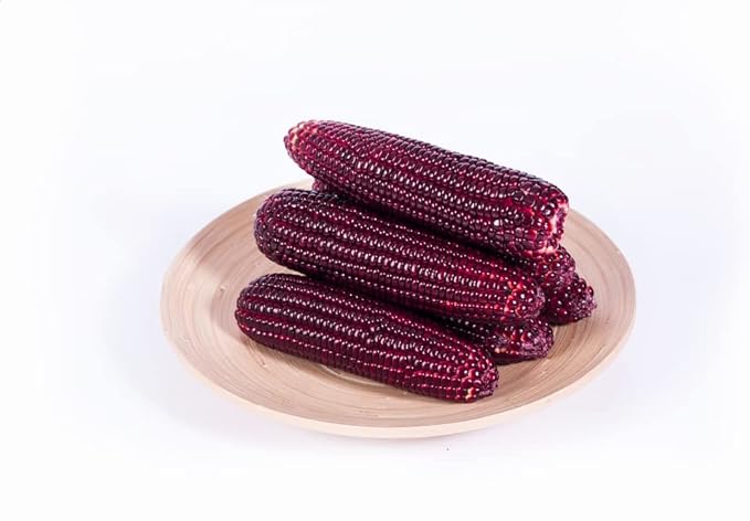 Red Corn Seeds for Planting - Bloody Butcher Indian Corn - Grown in Iowa - Stunning Color (50 Seeds)