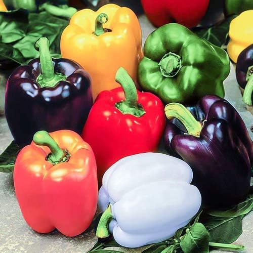 NIKA SEEDS - Seeds Vegetable Sweet Bell Pepper Rainbow White-Red - 30 Seeds