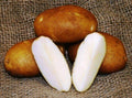 Russet Norkotah Potato Certified Seed 2 lbs. (Tubers)