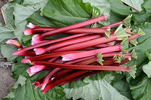 NIKA SEEDS - Seeds Vegetable Rhubarb - 25 Seeds