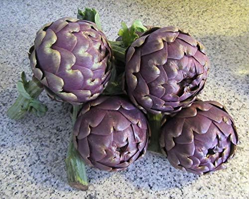Seeds Purple of Romagna Globe Artichoke Vegetable for Planting Non GMO