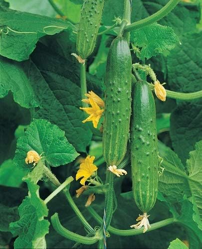 Seeds4planting - Seeds Indoor Cucumber April F1 Self-Pollinated 40 Days Pickling Giant Long Vegetable Non GMO