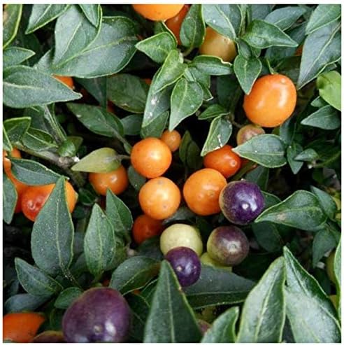 Vegetable Indoor Ornamental Pepper Las Vegas Hot Mix - 30 Seeds