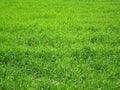 Perennial Ryegrass Seeds for Planting - Premium Quality Rye Grass Seed (5 Pounds)
