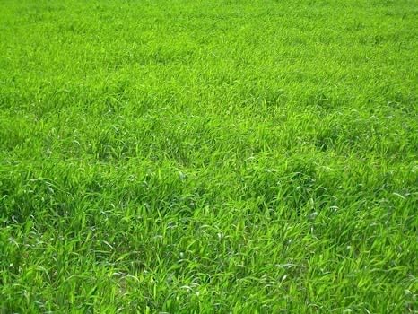 Perennial Ryegrass Seeds for Planting - Premium Quality Rye Grass Seed (1/2 Pound)