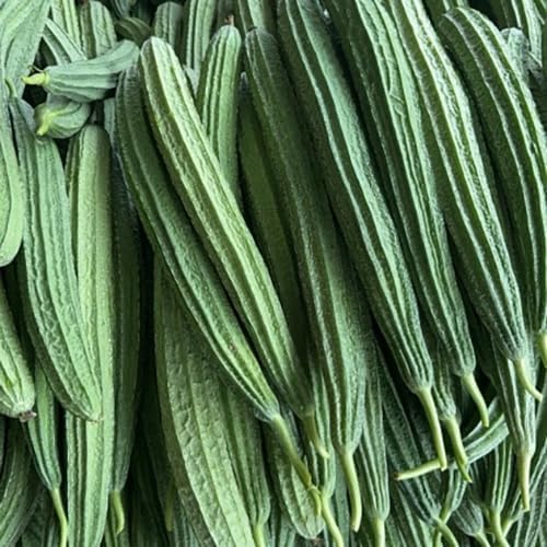 Long Angled Luffa Seeds Vegetable Seed Edible Chubby Pier Gourd Seeds Loofah Sponge 30pcs Zucchini