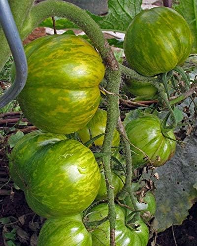 Seeds Vegetable Tomato Green Zebra Indeterminate - 50 Seeds