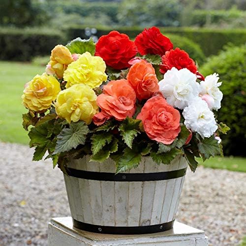 Seeds Wax Begonia Mix Large Flower Indoor Garden Beautiful Flowers Perennial for Planting Non GMO