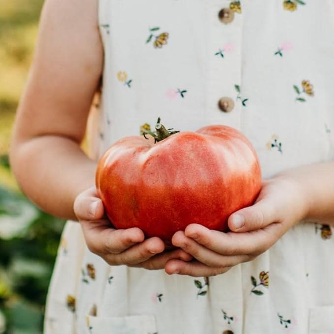 Mortgage Lifter Heirloom Tomato - 50 Seeds - Heirloom Pink Tomato Variety, Non-GMO Giant Tomato Seeds for Planting in The Home Garden, Thresh Seed Company