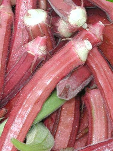Okra RED Burgundy Great Heirloom Vegetable by Seed Kingdom Bulk 2,000 Seeds