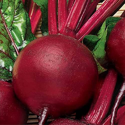 Seeds Vegetable Beet Red Ball Round Beetroot Heirloom for Canning - 100 Seeds