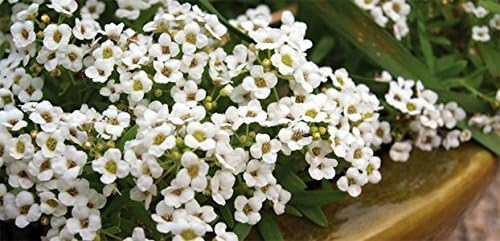 Dirt Goddess Super Seeds~ Alyssum, Carpet of Snow Flower Seeds Lobularia maritima (1/4 Lb)