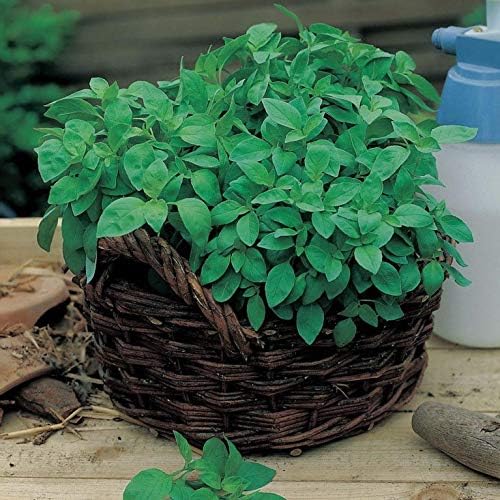 Seeds Herb Green Indoor Lemon Basil - 500 Seeds