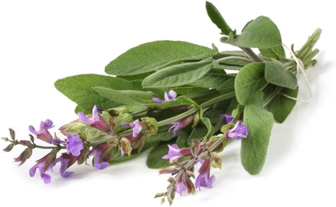 KIRA SEEDS - Seeds Garden Sage Medicinal - Salvia Officinalis - Indoor Tulasi - Heirloom Herbs - GMO Free