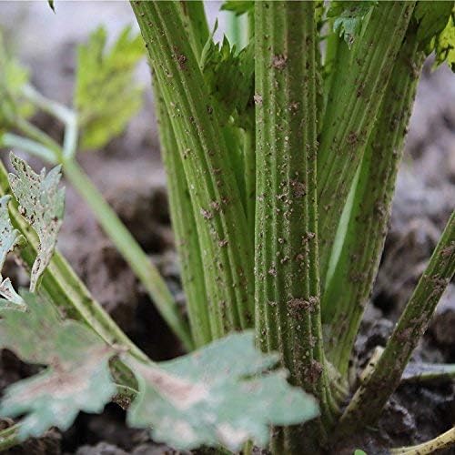 Utah 52-70 Celery Seeds - 1.5 Gram Packet - Non-GMO, Heirloom Vegetable Garden, Microgreens by Mountain Valley Seeds