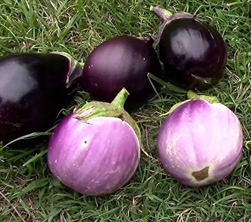 Seeds Eggplant Aubergine Round Mix Heirloom Vegetable for Planting Non GMO