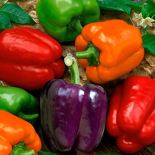 Rainbow Sweet Bell Pepper Seed Mix Multicolor Blend 40+ Seeds