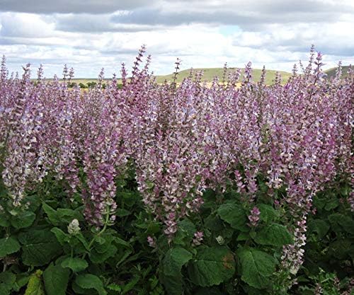 Seeds4planting - Seeds Clary Sage Medicinal Heirloom Herb Non GMO