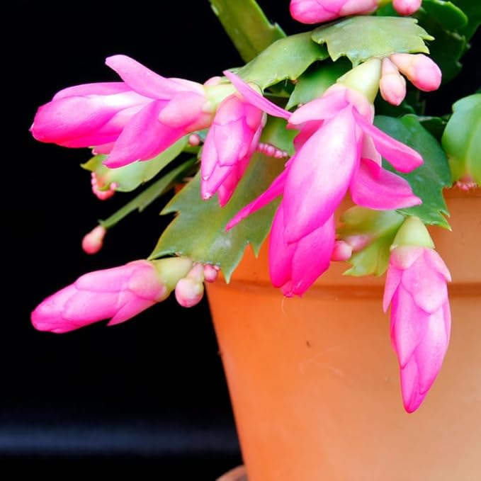 Pink Christmas Cactus Plants Live in 4 Inch Pot, Vibrant Christmas Cactus Blooms, Perennial Holiday Cactus Plant Flower Succulent Houseplant