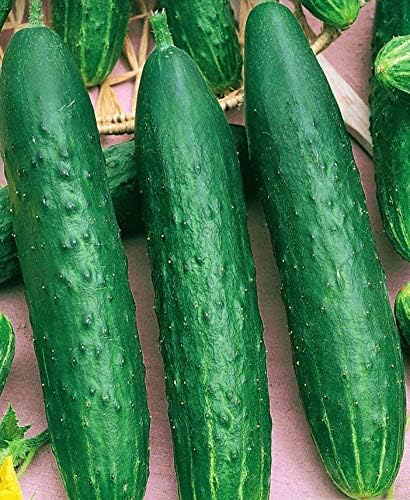 Seeds4planting - Seeds Indoor Cucumber April F1 Self-Pollinated 40 Days Pickling Giant Long Vegetable Non GMO