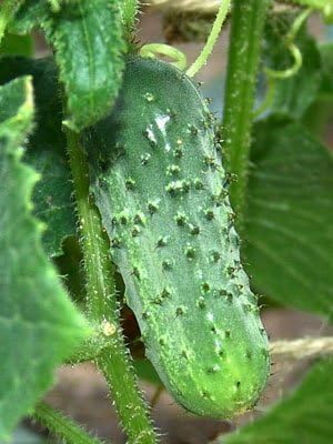 Cucumber Boston Pickling Great Heirloom Vegetable by Seed Kingdom Bulk 1 OZ Seeds
