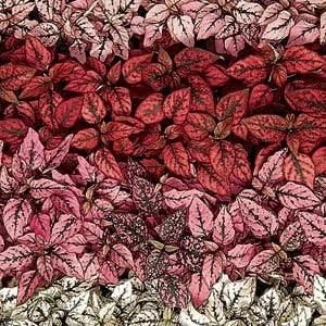 Outsidepride Splash Select Mixed Hypoestes Seed for Planting - 100 Pcs Perennial Polka Dot Plant Seeds w/Variegated Foliage for Containers, Hanging Baskets, Small Gardens, Both Indoors & Outdoors