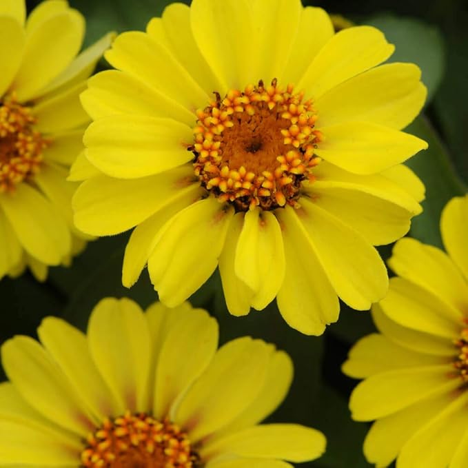 Outsidepride Profusion Yellow Zinnia Seeds - 25 Pcs Annual Flower Seeds, Easy to Grow, Drought-Tolerant, Hardy & Deer-Resistant, Ideal for Cut Flowers, Butterfly Gardens & Landscape Border