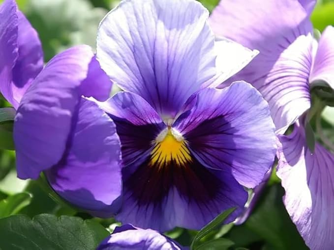 Viola Pansy Mars Helen Seeds Mixed Flower Perennial Garden Biennial Flowers Garden Non-GMO Viola Wittrockian Pensee Mix 100pcs
