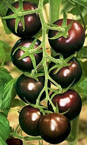 Seeds Black Cherry Tomato - Heirloom Vegetable - GMO Free