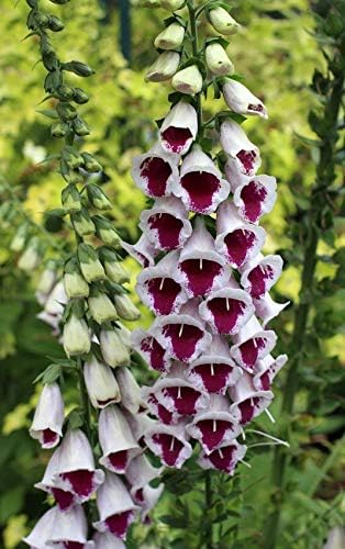 Seeds Flowers Purple Foxglove Digitalis Mix Perennial - 600 Seeds