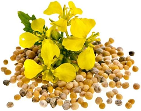 Seeds Vegetable Yellow Mustard 25 Days - 500 Seeds
