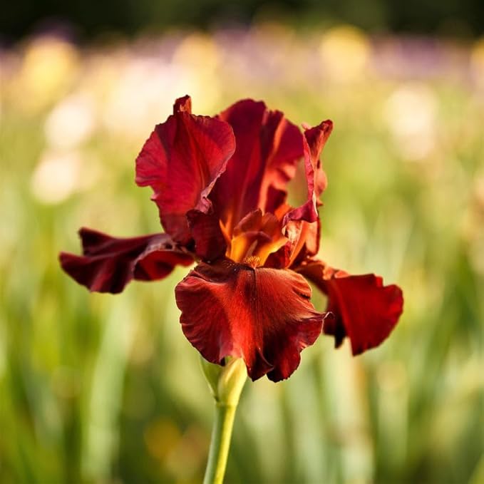 Bernie's Legacy Re-Blooming Bearded Iris Flower Rhizome - Grows Year After Year - Perennial, Fragrant & Great for Cut Floral Arrangements - Easy to Grow Fall Planting Bulbs by Willard & May