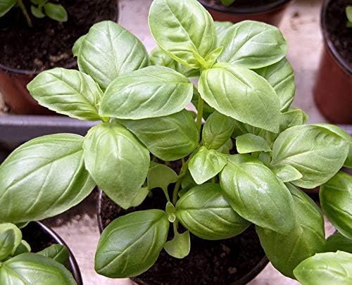 Seeds Lemon Basil Herb Non GMO Heirloom for Planting