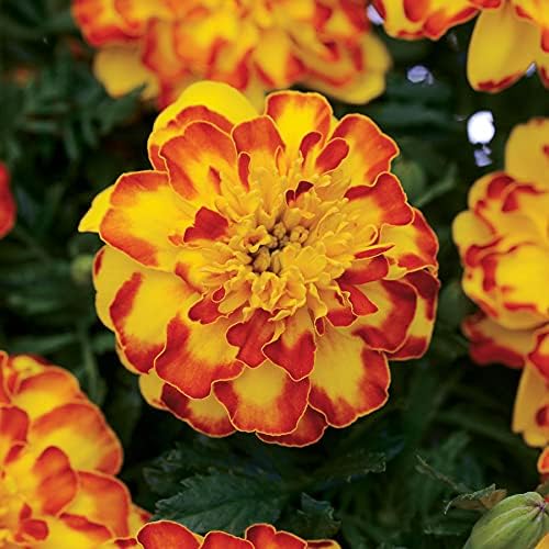 Park Seed Flamenco Marigold Flower Seeds – French Variety with Picotee Yellow and Orange Blooms, Compact and Prolific, Great for Containers, Beds, and Pollinator Gardens – Pack of 25