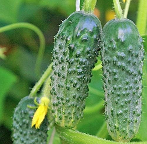 Seeds Rare Cucumber Titus F1 45 Days Vine Pickling Vegetable Non GMO